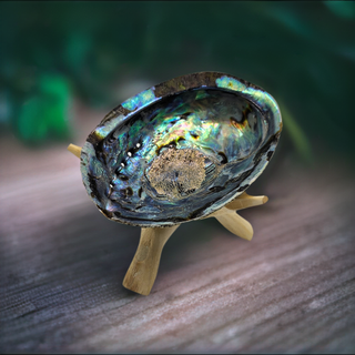 Abalone Shell with Natural Tripod Stand